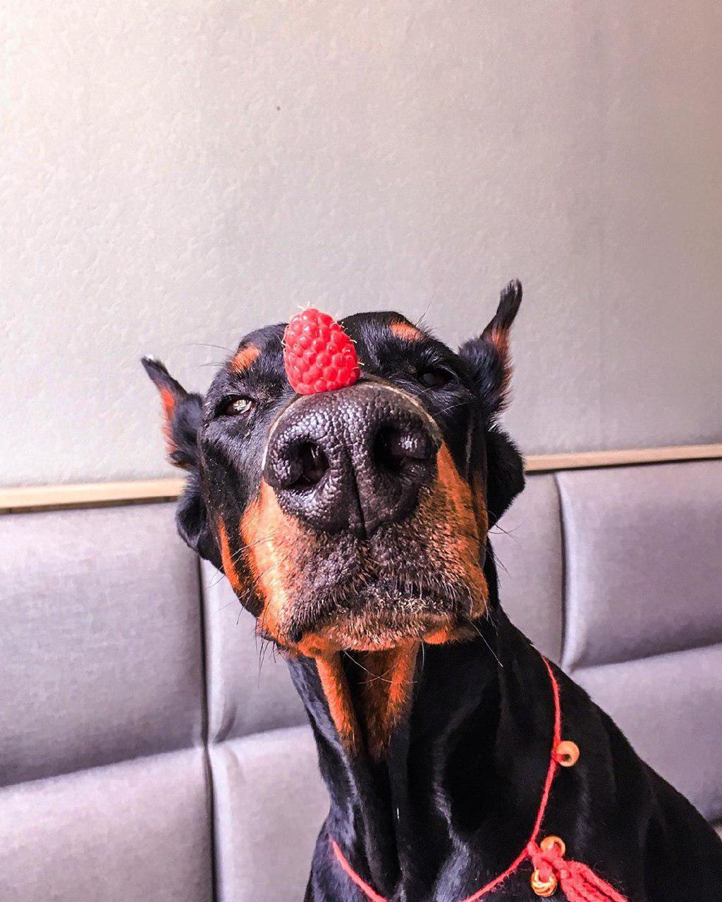 16 Reasons Why Dobermans Are Not So Scary As All Think Page 3 of 3