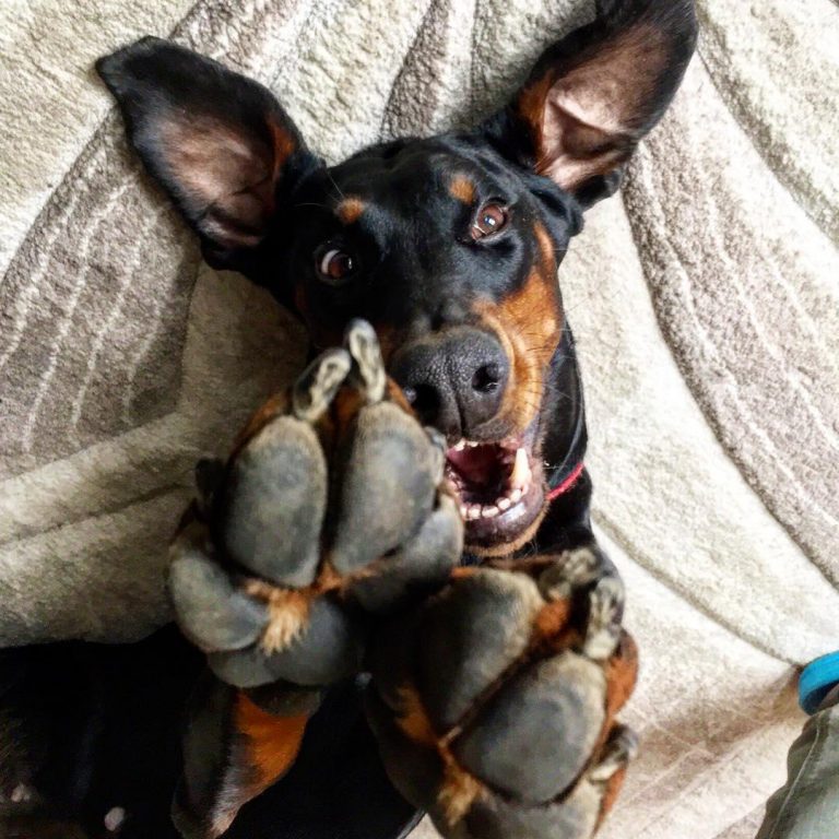 16 Reasons Why Dobermans Are Not So Scary As All Think Page 2 of 3