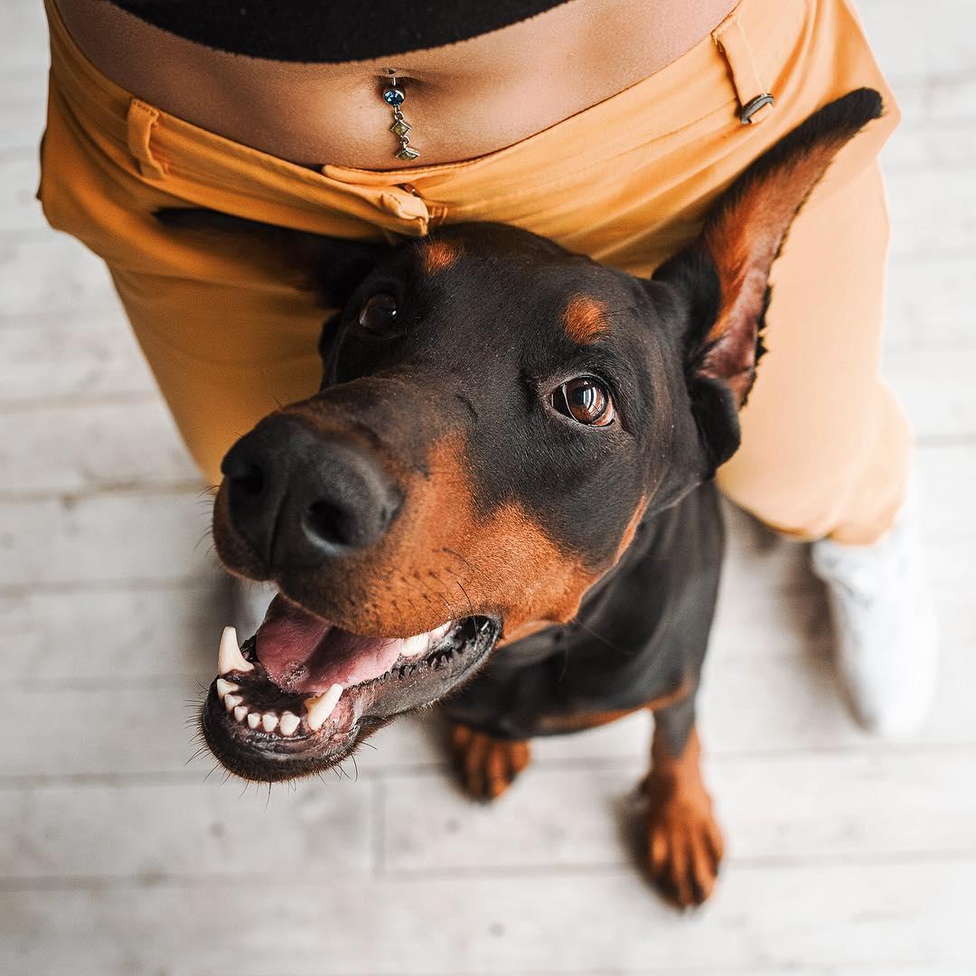 16 Reasons Why Dobermans Are Not So Scary As All Think Page 2 of 3