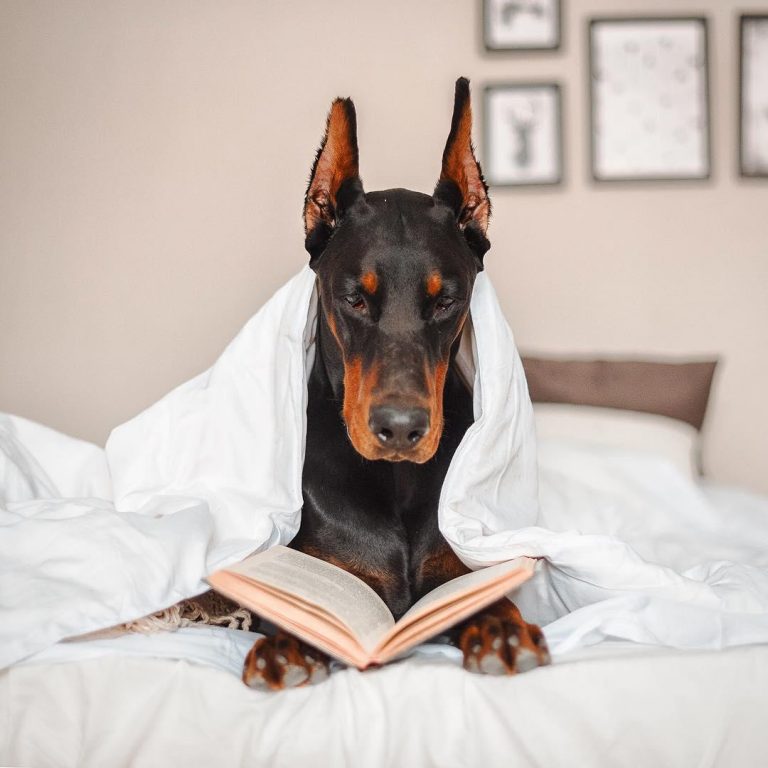 16 Reasons Why Dobermans Are Not So Scary As All Think Page 2 of 3