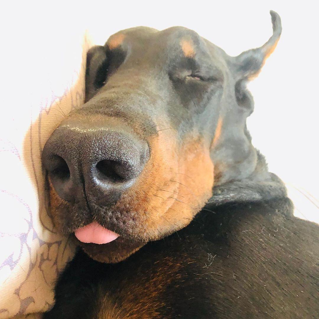 16 Reasons Why Dobermans Are Not So Scary As All Think PetPress