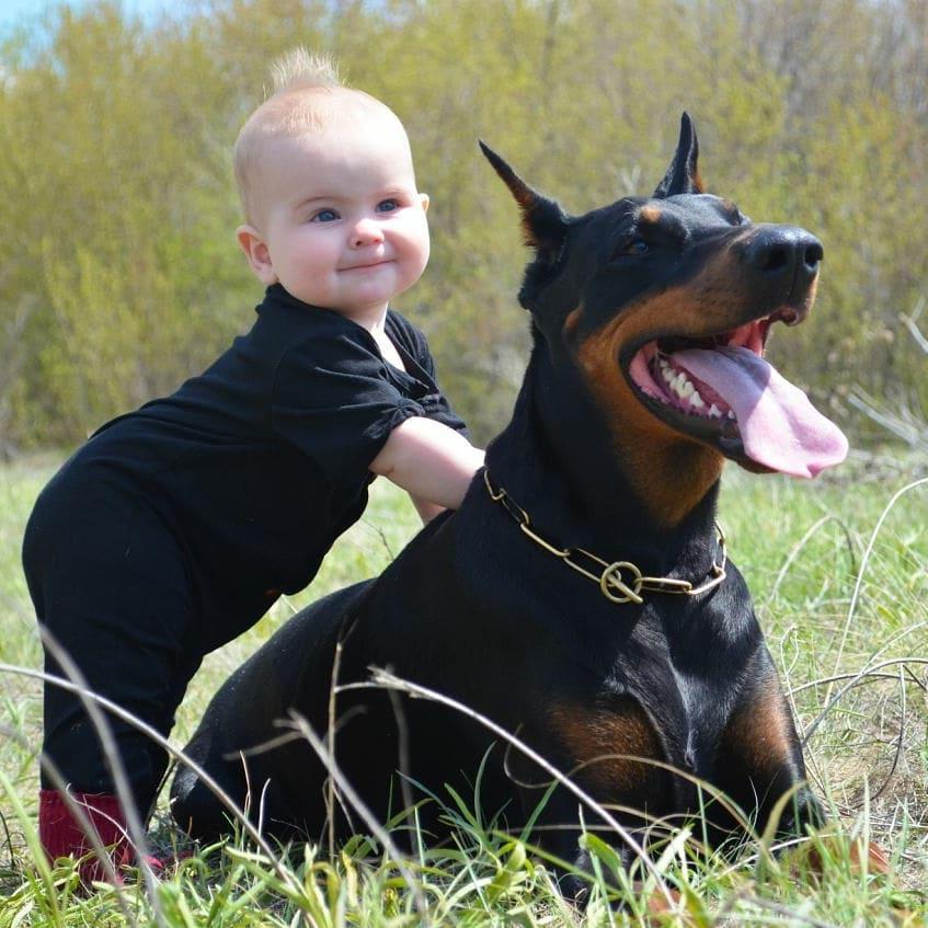 16 Reasons Why Dobermans Are Not So Scary As All Think PetPress