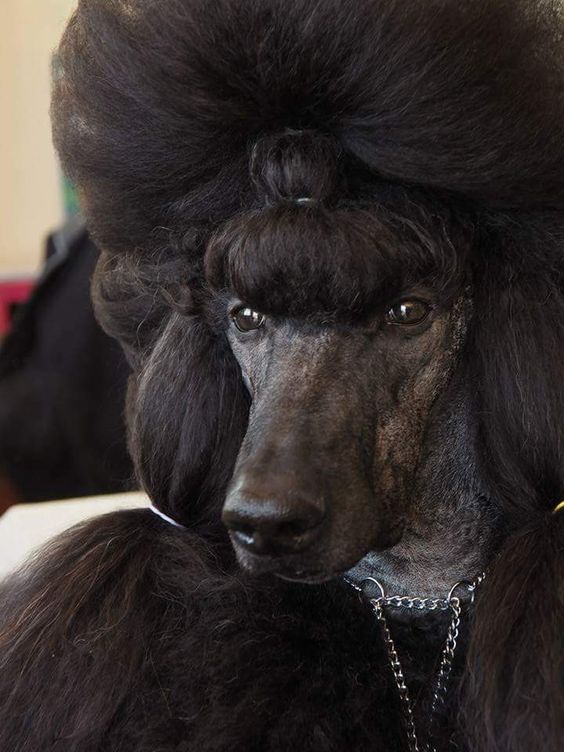 14 Funny Haircuts For Poodles That Will Make Your Day Happy Page 2 Of