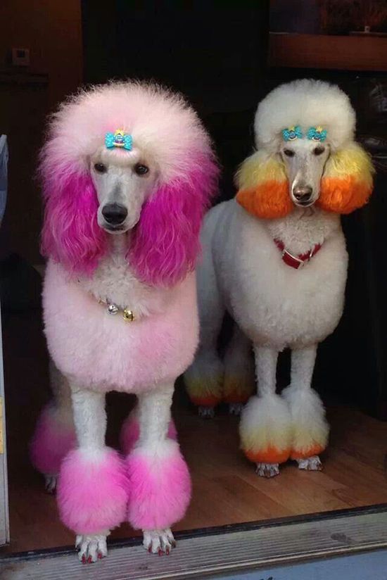 14 Funny Haircuts For Poodles That Will Make Your Day Happy Page 2 Of