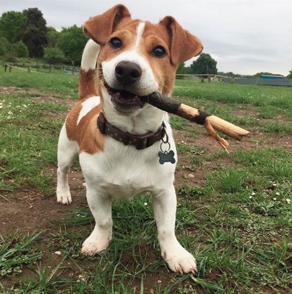 15 Pros and Cons of Jack Russell Terriers Page 3 of 3 PetPress