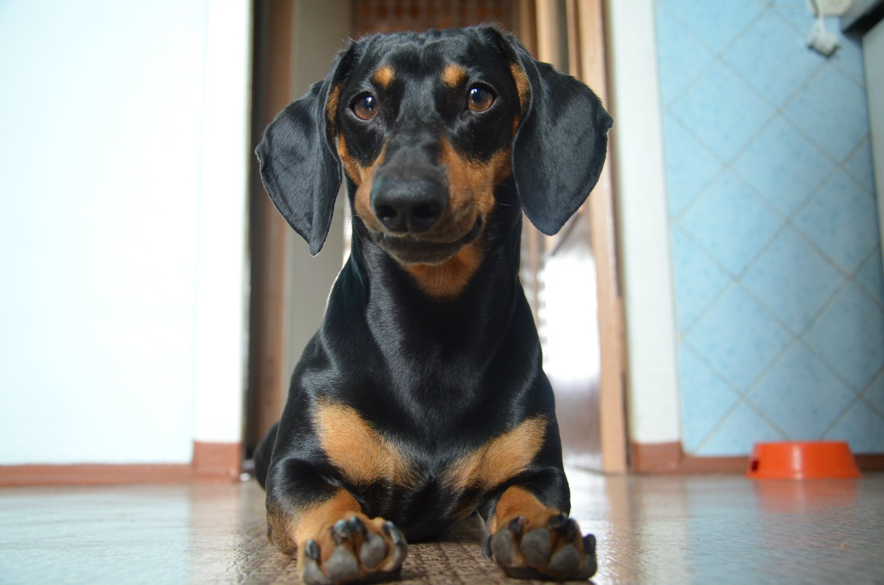 14 Facts That Prove That Dachshunds Are Great Hunters Page 3 of 3 PetPress