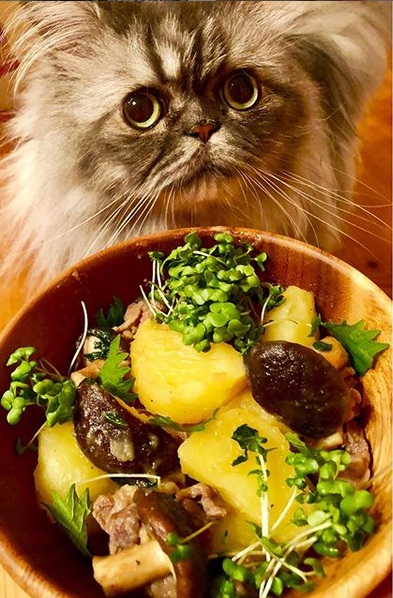 15 Funny Persian Cat Pictures That Will Make Your Day! - PetPress