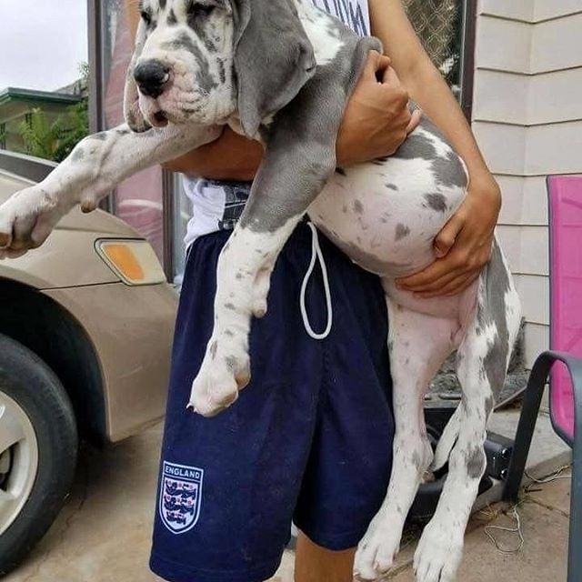 orange merle great dane