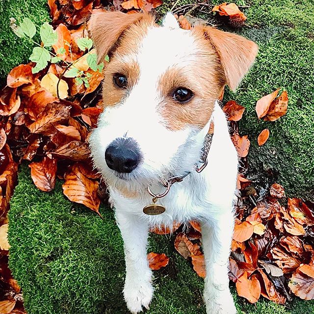 14 Friendly Facts About Jack Russell Terriers Page 2 of 3 PetPress