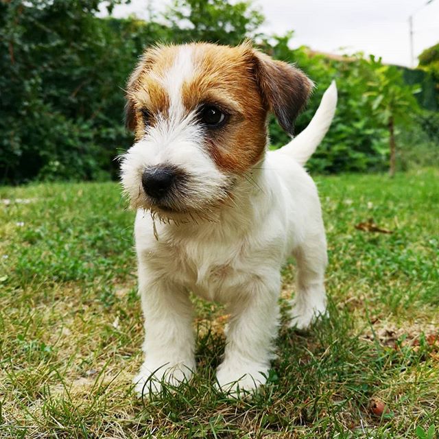 14 Facts About Jack Russells That Everyone Should Know PetPress