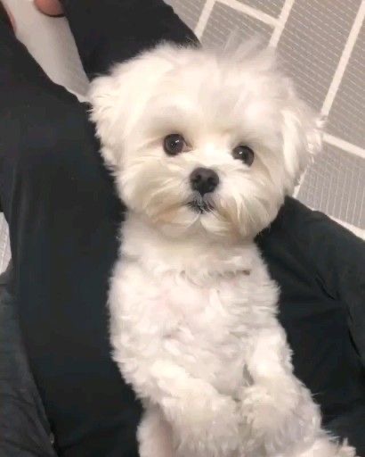 longest living bichon