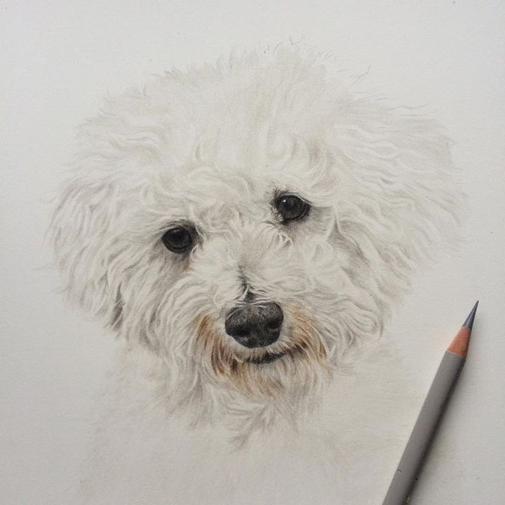 bichon drawing