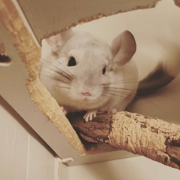 A cage is the most versatile and best type of chinchilla house.🏘 PetPress