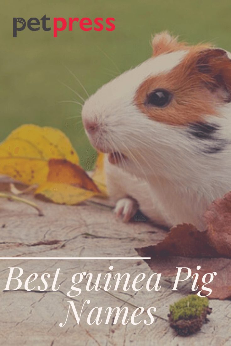 Top 500 Best Guinea Pig Names The Ultimate List PetPress