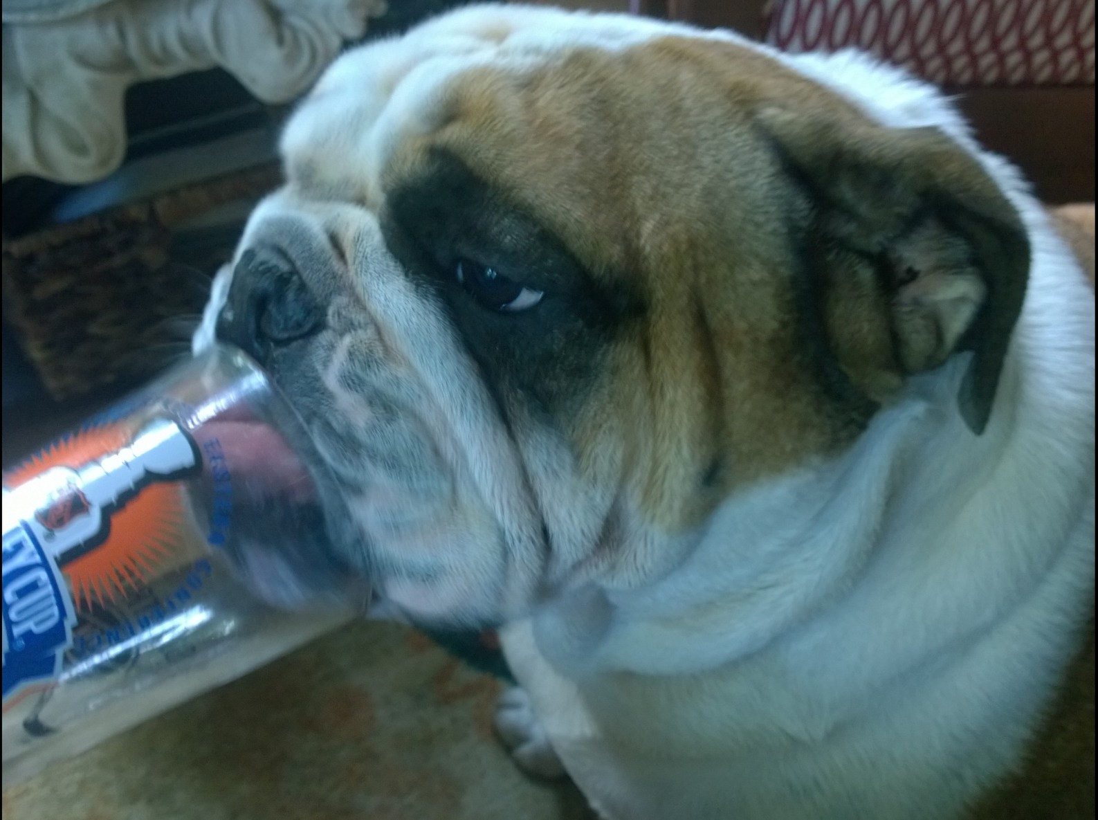 14 Reasons English Bulldogs Are Awesome Page 2 of 3 PetPress