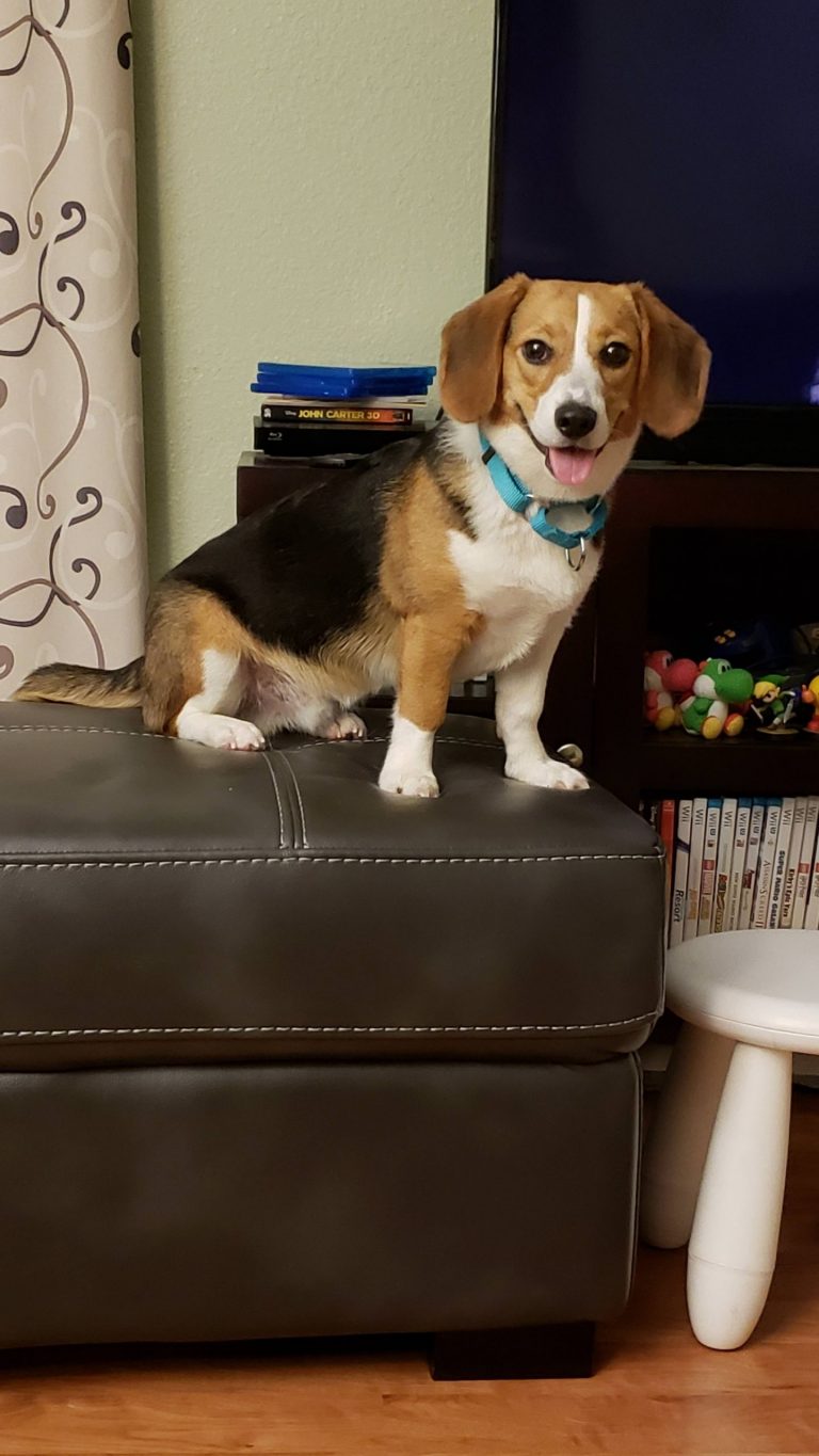 Beagi (Pembroke Welsh x Beagle) PetPress