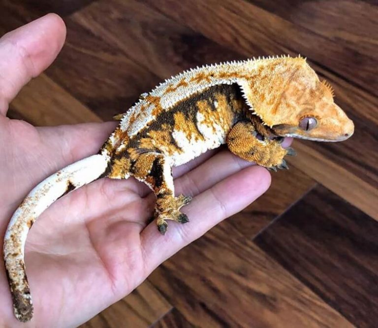 Gecko Names Over 300 Inspiring Ideas For Naming Your Gecko PetPress