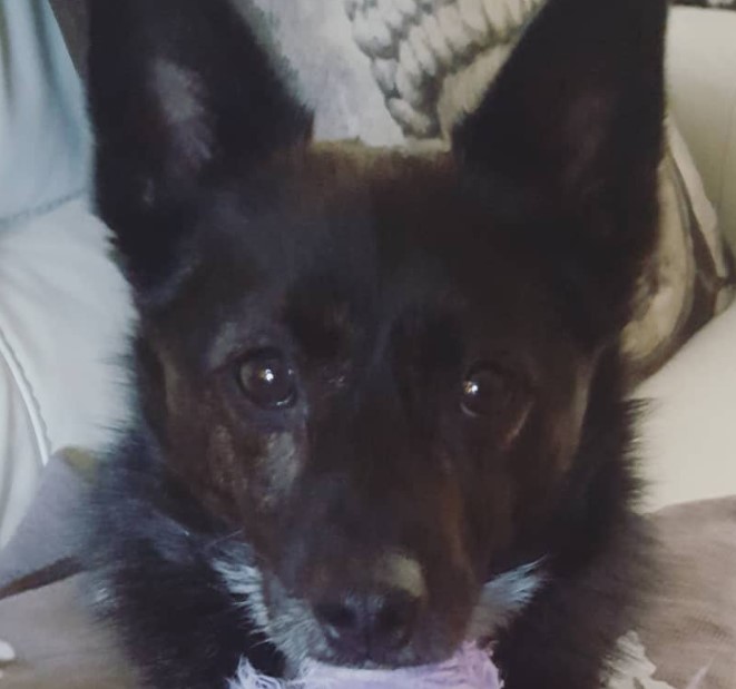 JackARanian (Jack Russell Terrier x Pomeranian mix) PetPress