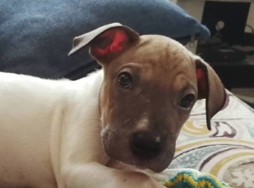 shar pei jack russell