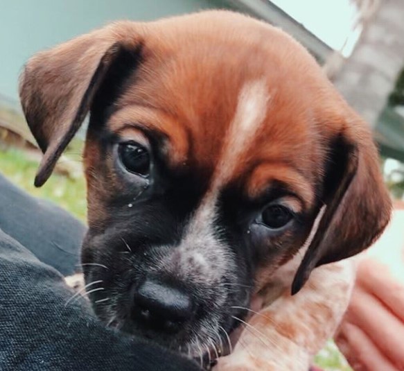 27 Basset Hound Mixes That Will Melt Your Unloving Heart PetPress