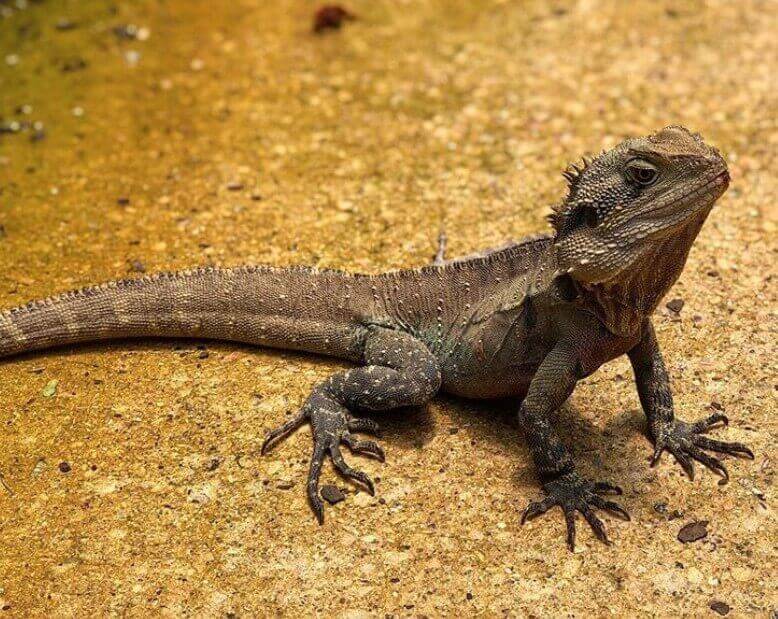 Water Dragon Names Over 150 Great Ideas For Naming Your Water Dragon