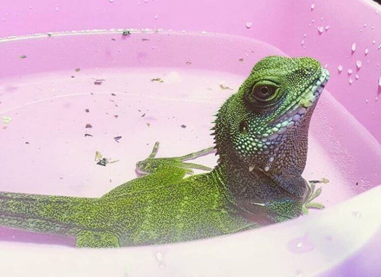 Water Dragon Names Over 150 Great Ideas For Naming Your Water Dragon