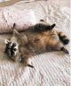 14 Funny Raccoon Pictures That Will Make You Smile! | PetPress
