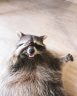 14 Funny Raccoon Pictures That Will Make You Smile! | PetPress
