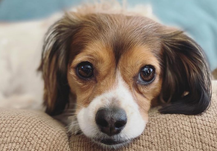 chihuahua cross spaniel