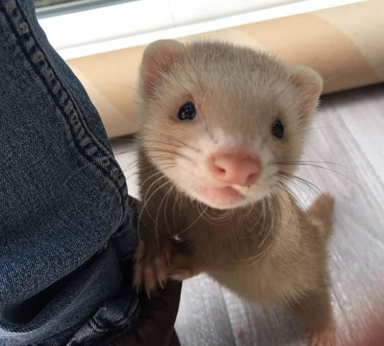 Top 500+ Ferret Names (Cute, Funny, & Cool Names!) | PetPress
