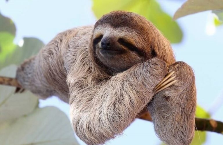 200+ Pet Sloth Names (Cute, Funny, Male, and Female Names)