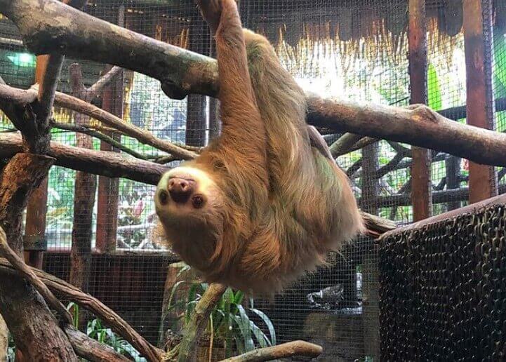 sloth names sloth names