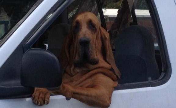 funny bloodhound