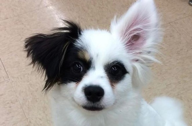 pomeranian spaniel mix