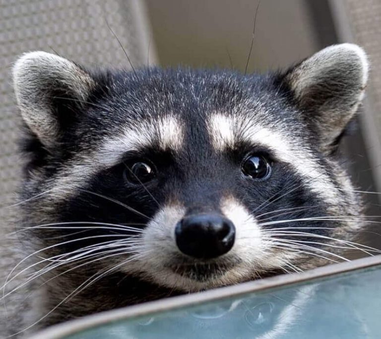 140 Best Pet Raccoon Names (Cute, Funny, & Famous Names)