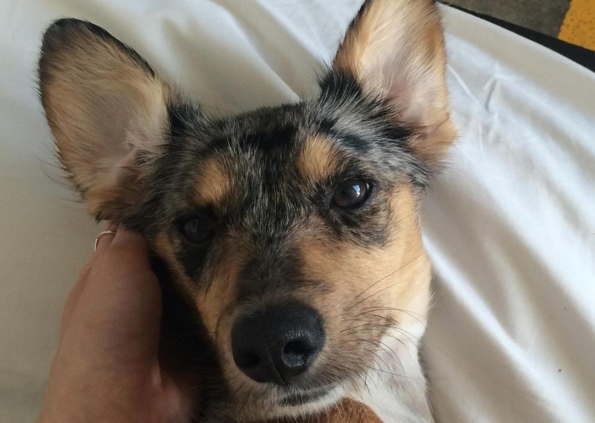 40 Cute Dachshund Mixes That Will Melt Your Heart