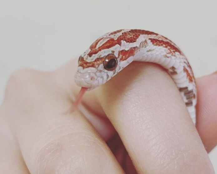 Pet Snake Names 500+ Inspiring Ideas For Naming Your Pet Snake PetPress