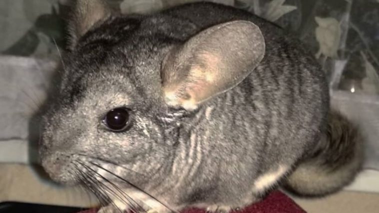 Chinchilla As A Pet Pros And Cons
