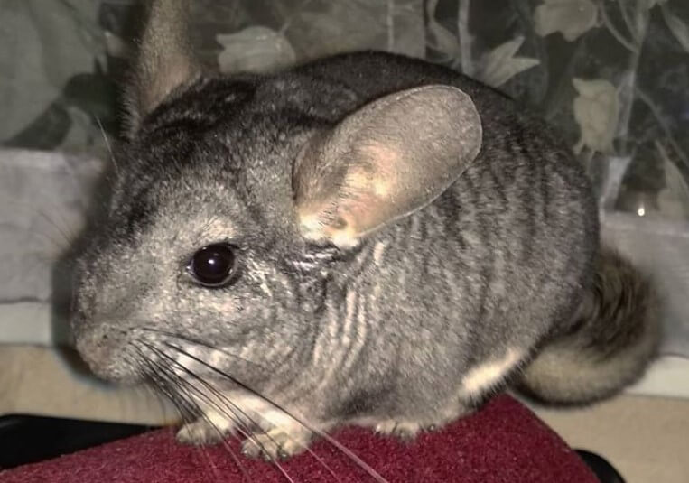 male chinchilla