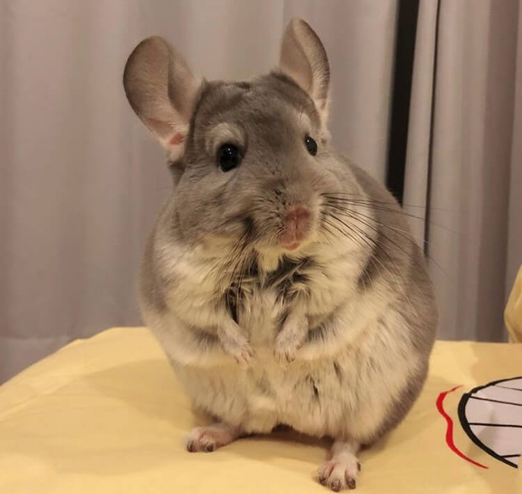 chinchilla funny