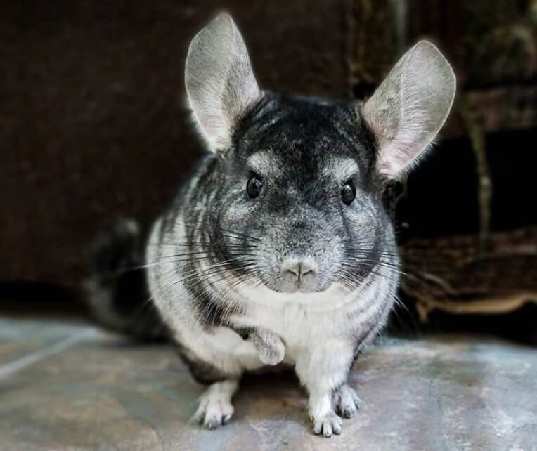 Best Chinchilla Names 500 Amazing Ideas For Naming Your Chinchilla PetPress