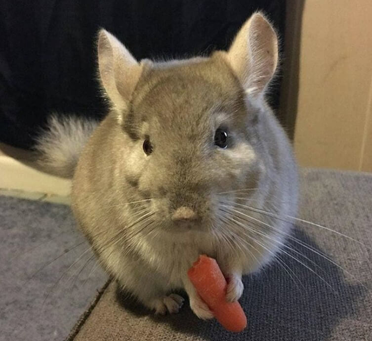 Best Chinchilla Names 500 Amazing Ideas For Naming Your Chinchilla