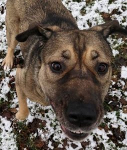 33 Gorgeous Boxer Dog Mixes You Just Have To See | PetPress