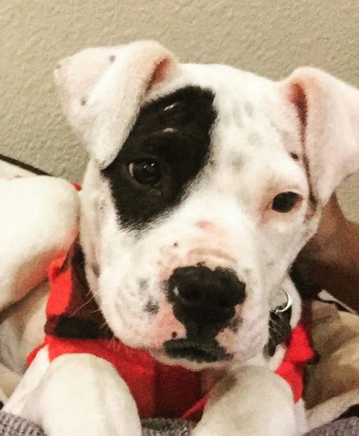 Boxmatian (Boxer x Dalmatian) PetPress