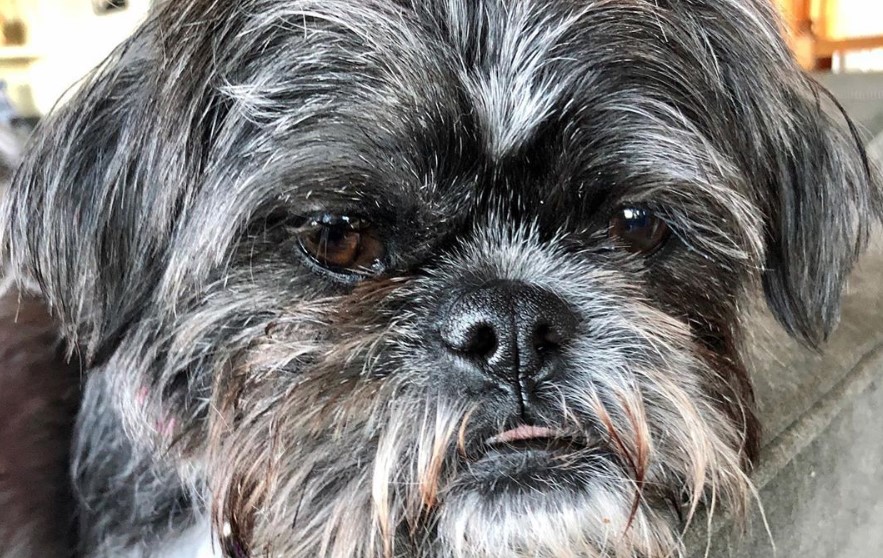 pug and lhasa apso mix