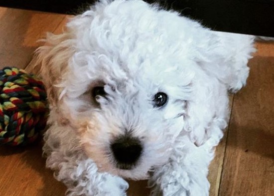 labrador retriever miniature poodle mix