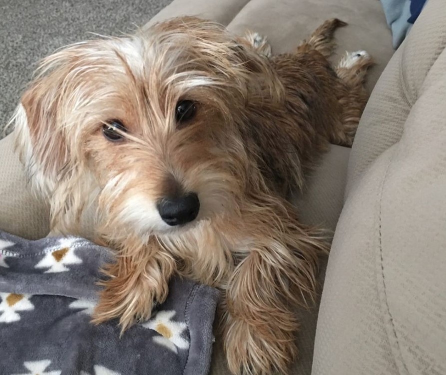 33 Yorkshire Terrier Mixes That Will Melt Your Cold Unloving Heart