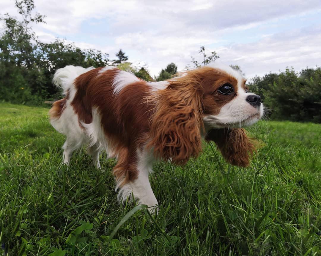 14 Incredible Facts About King Charles Spaniels That You Did Not Know