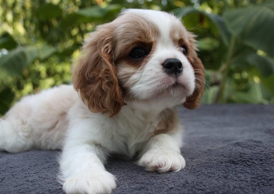 14 Incredible Facts About King Charles Spaniels That You Did Not Know