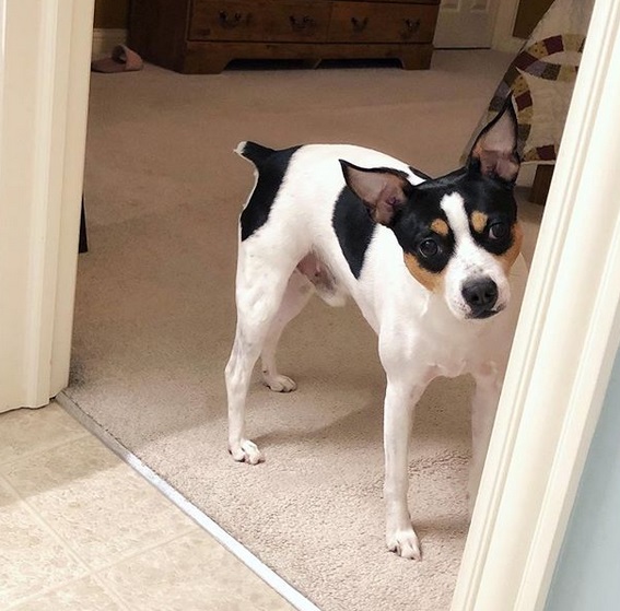 14 Funny Pictures Explaining Why People Choose Rat Terriers Page 2 of